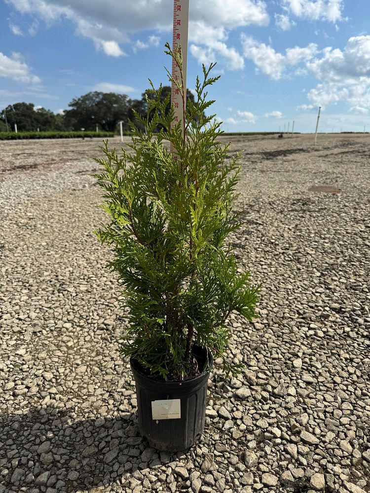 thuja-plicata-green-giant-western-red-cedar-giant-arborvitae
