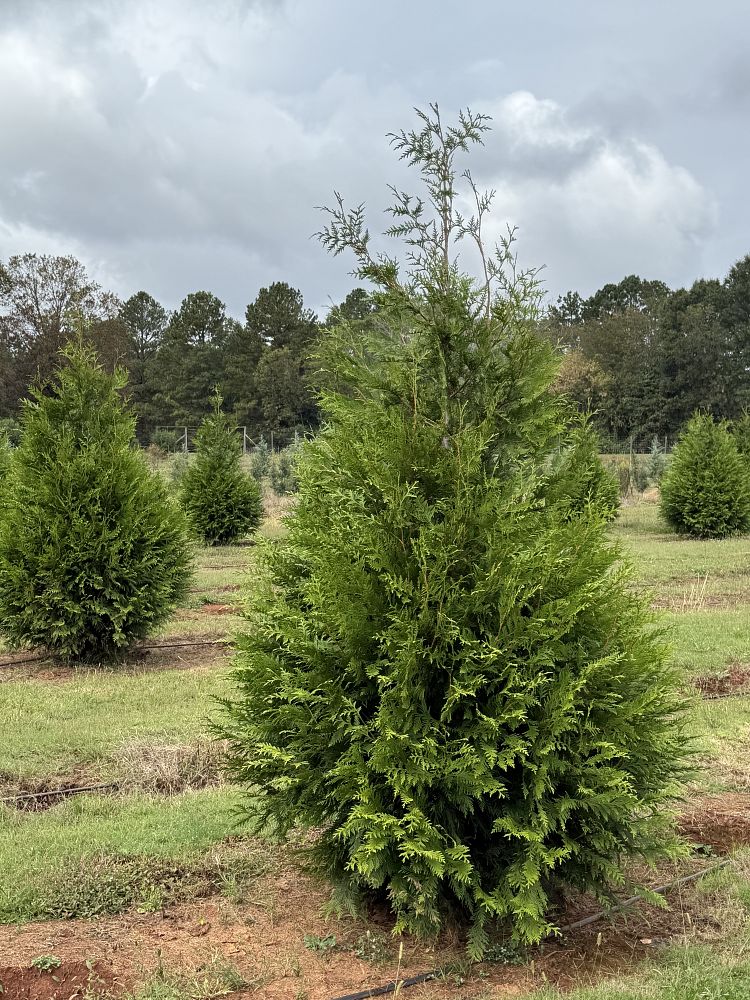 thuja-plicata-green-giant-western-red-cedar-giant-arborvitae