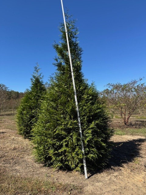 thuja-plicata-green-giant-western-red-cedar-giant-arborvitae