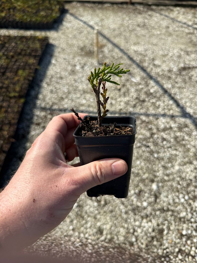 thuja-plicata-green-giant-western-red-cedar-giant-arborvitae