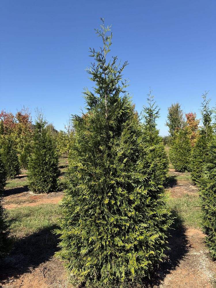 thuja-plicata-green-giant-western-red-cedar-giant-arborvitae