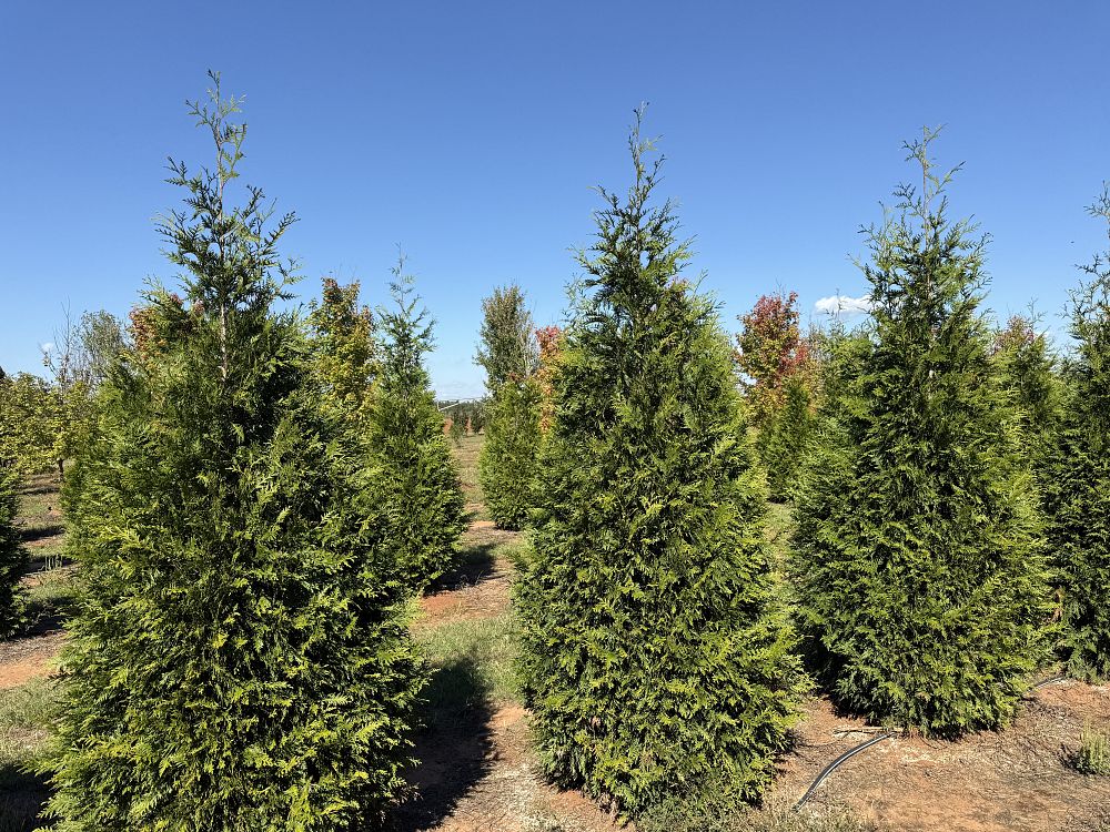 thuja-plicata-green-giant-western-red-cedar-giant-arborvitae
