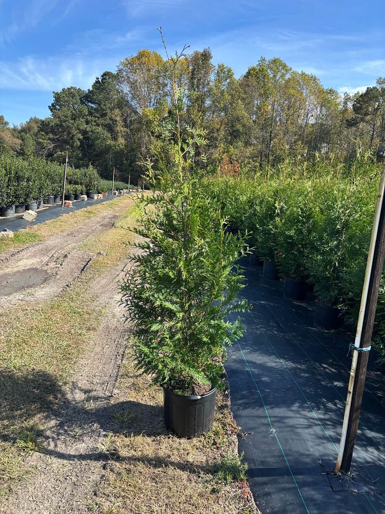 thuja-plicata-green-giant-western-red-cedar-giant-arborvitae