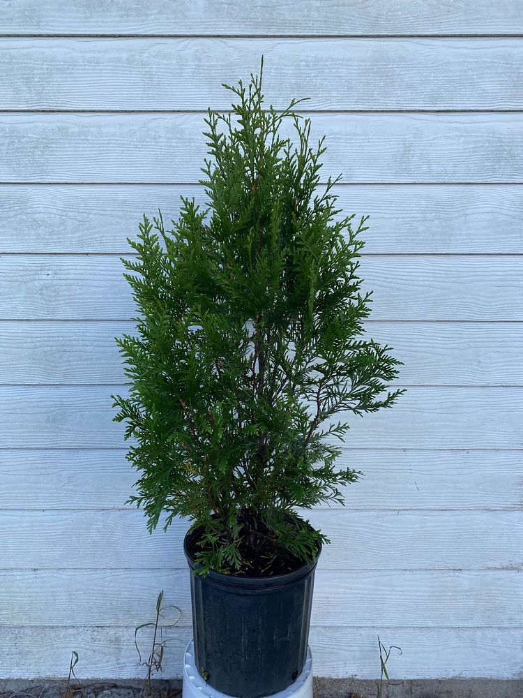 thuja-plicata-green-giant-western-red-cedar-giant-arborvitae
