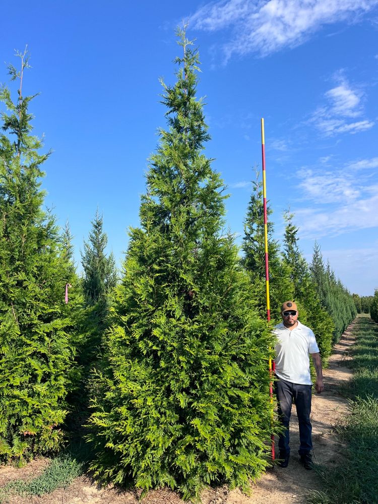 thuja-plicata-green-giant-western-red-cedar-giant-arborvitae