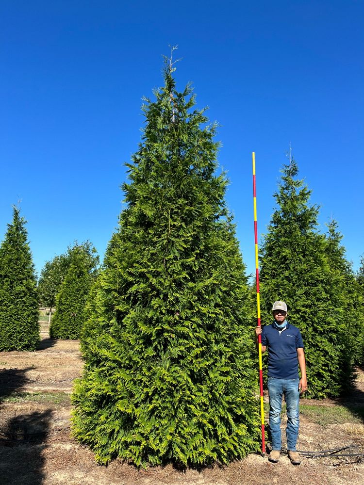 thuja-plicata-green-giant-western-red-cedar-giant-arborvitae