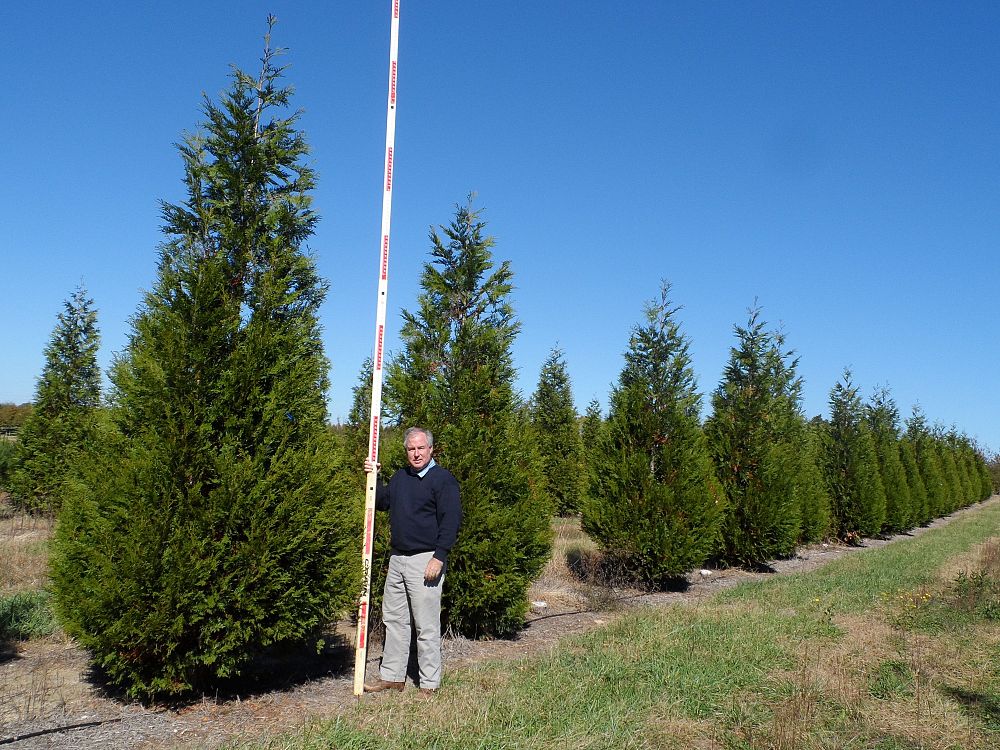 thuja-plicata-green-splendor-western-red-cedar-giant-arborvitae