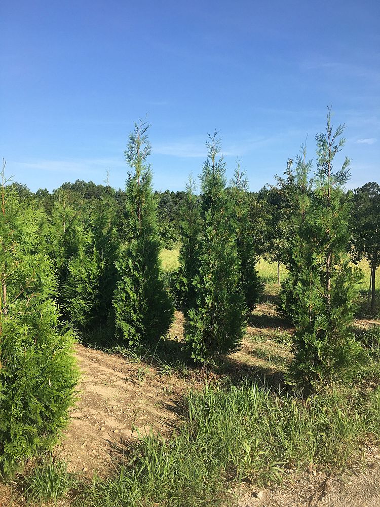 thuja-plicata-green-splendor-western-red-cedar-giant-arborvitae