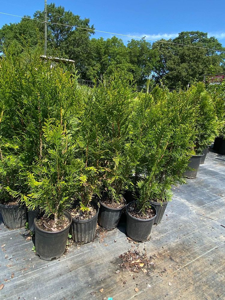 thuja-plicata-green-splendor-western-red-cedar-giant-arborvitae