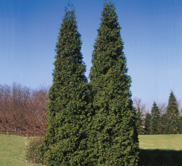 thuja-plicata-grovepli-spring-grove-reg-western-arborvitae