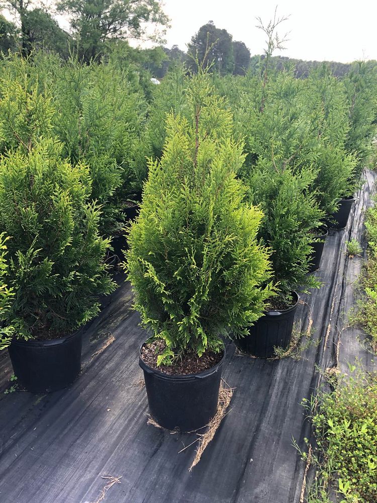 thuja-plicata-powdered-gold-western-red-cedar-giant-arborvitae-powdered-gold-arborvitae