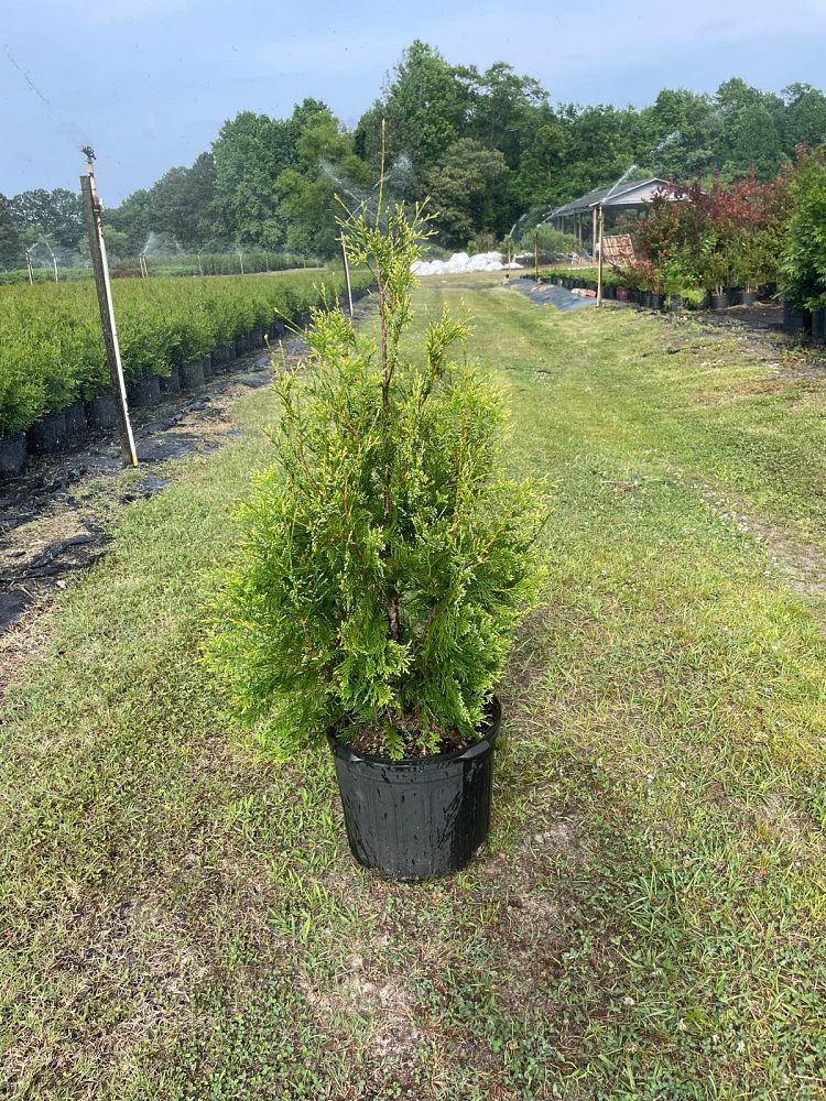 thuja-plicata-powdered-gold-western-red-cedar-giant-arborvitae-powdered-gold-arborvitae