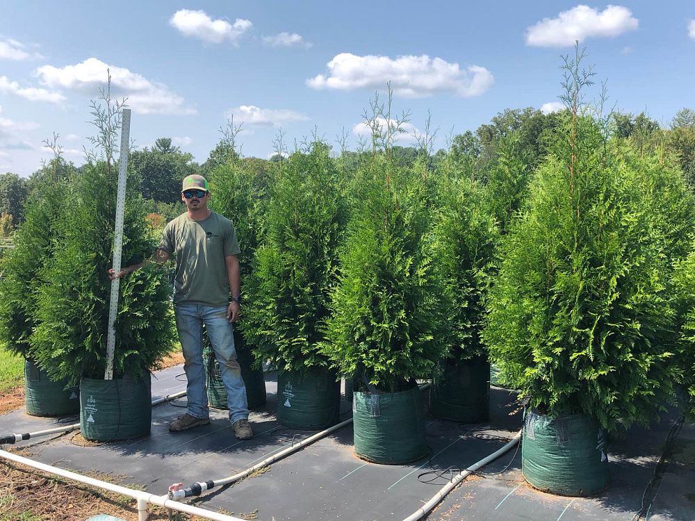 thuja-plicata-sugar-and-spice-western-red-cedar-giant-arborvitae