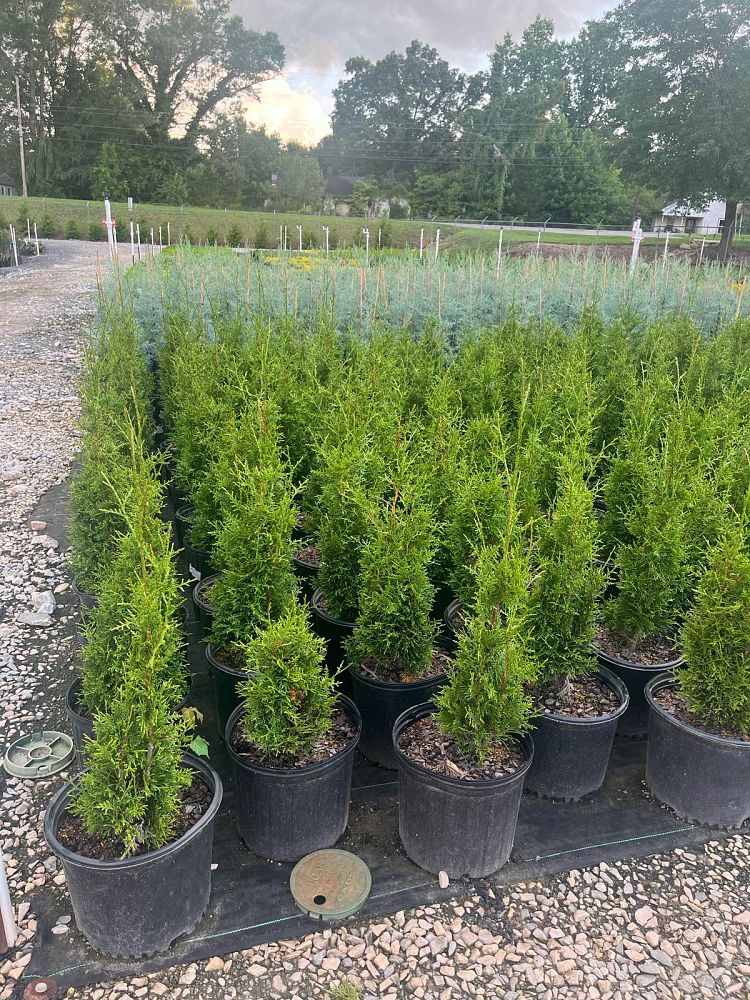 thuja-plicata-sugar-and-spice-western-red-cedar-giant-arborvitae