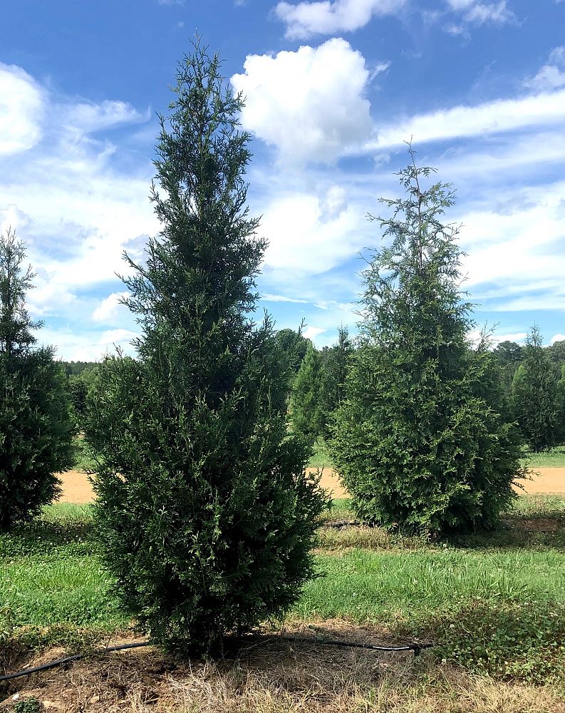 thuja-plicata-tpmtf-everyst-western-cedar