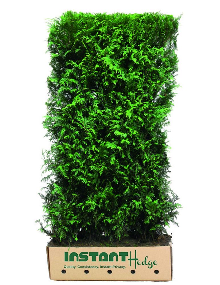 thuja-plicata-virescens-western-red-cedar-giant-arborvitae