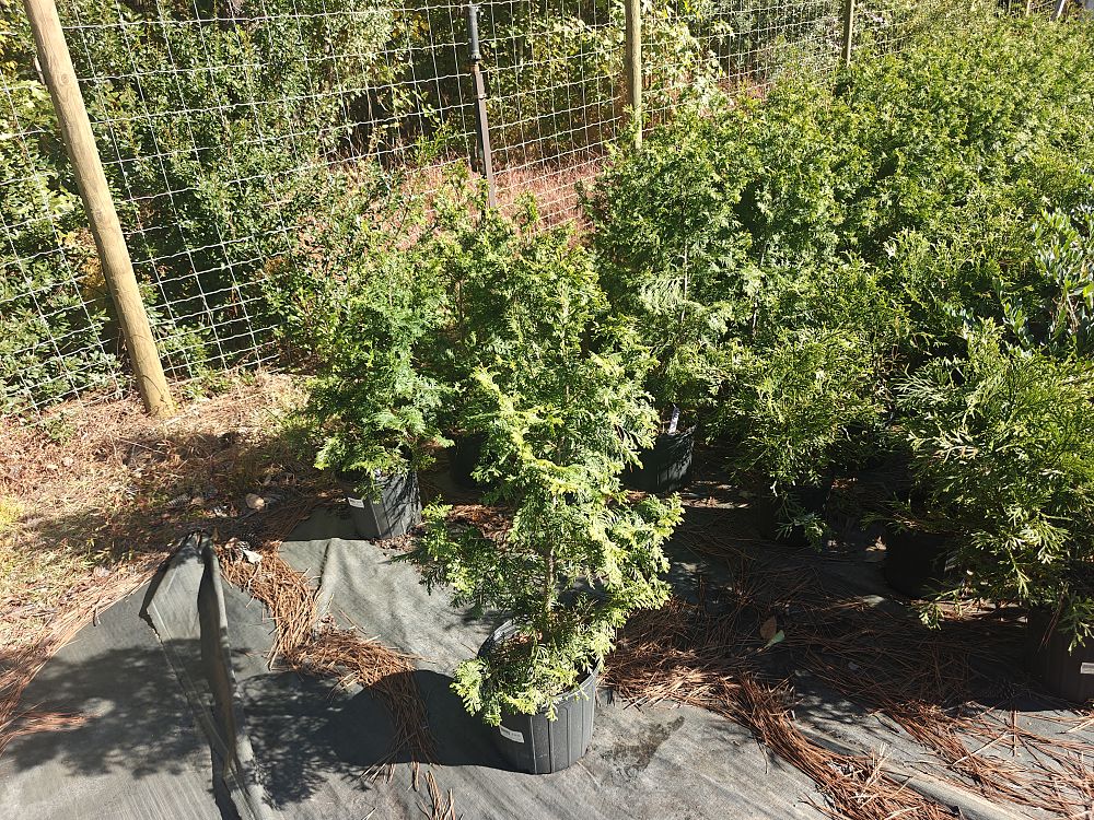 thuja-plicata-x-standishii-virginian-thuja-plicata-x-standishii-bfc68-virginian-arborvitae