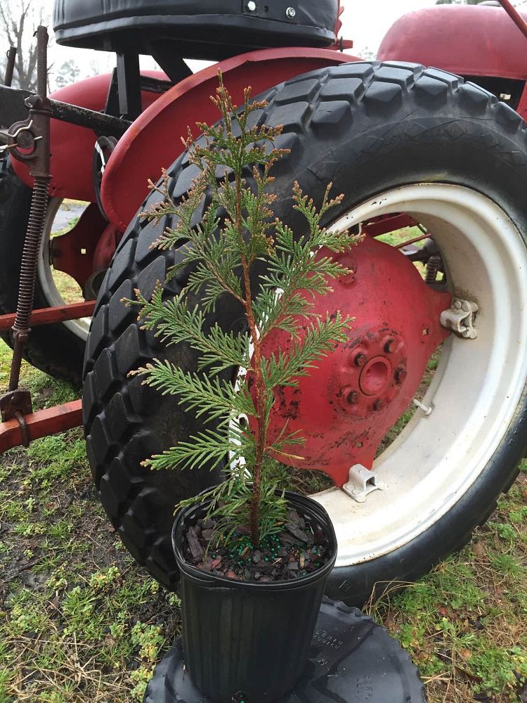 thuja-x-steeplechase-steeplechase-arborvitae