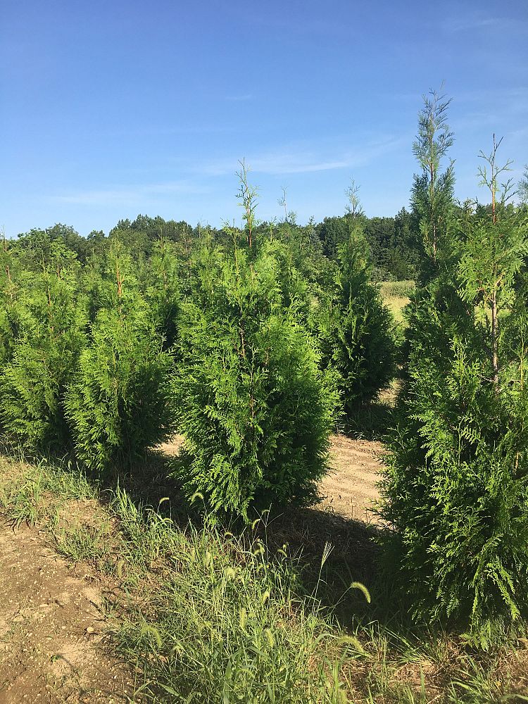 thuja-x-steeplechase-steeplechase-arborvitae