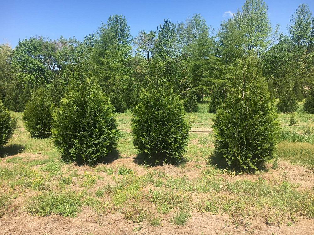 thuja-x-steeplechase-steeplechase-arborvitae