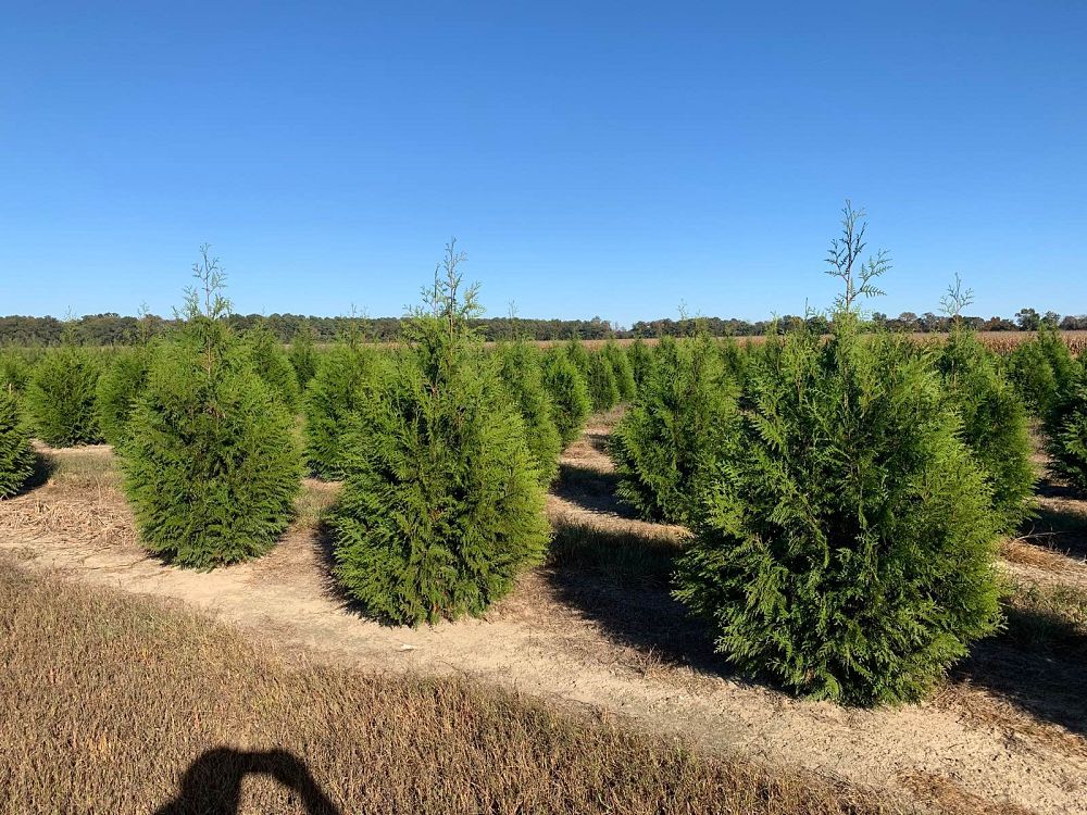 thuja-x-steeplechase-steeplechase-arborvitae