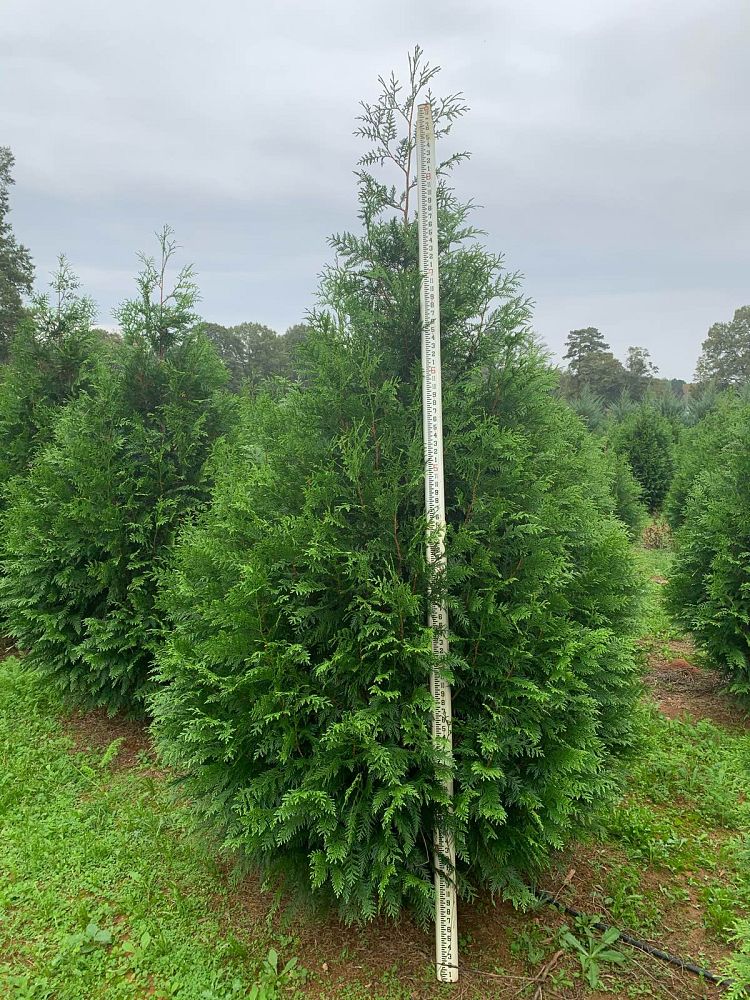 thuja-x-steeplechase-steeplechase-arborvitae