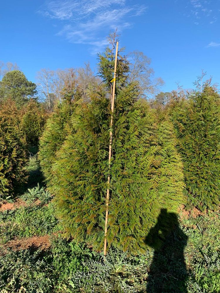 thuja-x-steeplechase-steeplechase-arborvitae