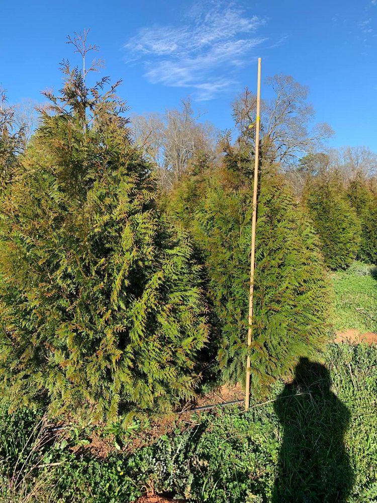 thuja-x-steeplechase-steeplechase-arborvitae