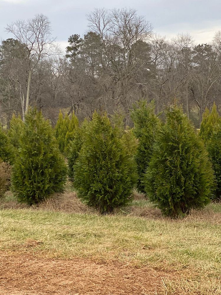 thuja-x-steeplechase-steeplechase-arborvitae