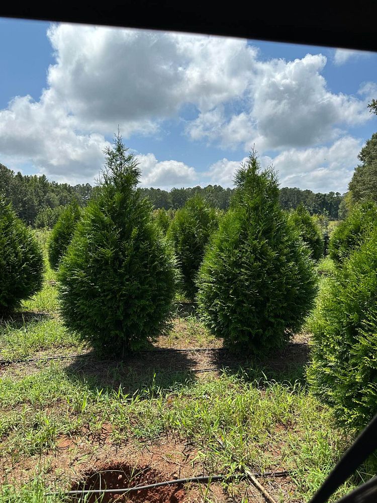 thuja-x-steeplechase-steeplechase-arborvitae