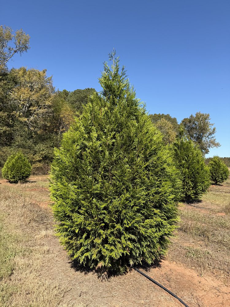 thuja-x-steeplechase-steeplechase-arborvitae