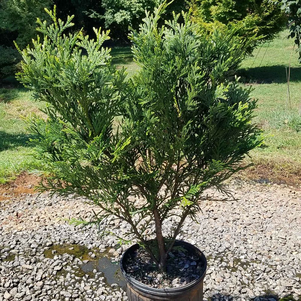 thujopsis-dolabrata-japanese-hiba-cypress-hiba-arborvitae