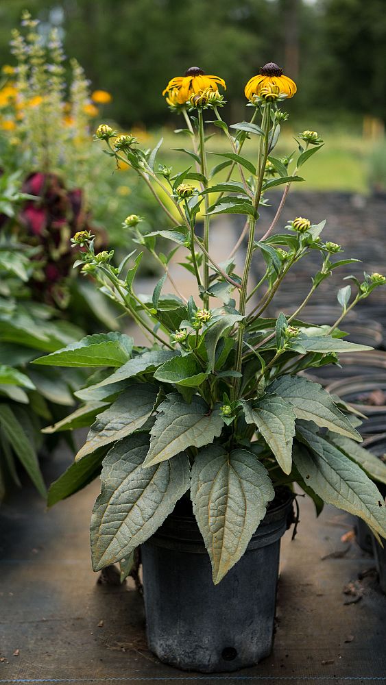 thunbergia-alata-arizona-rose-sensation-black-eyed-susan-vine