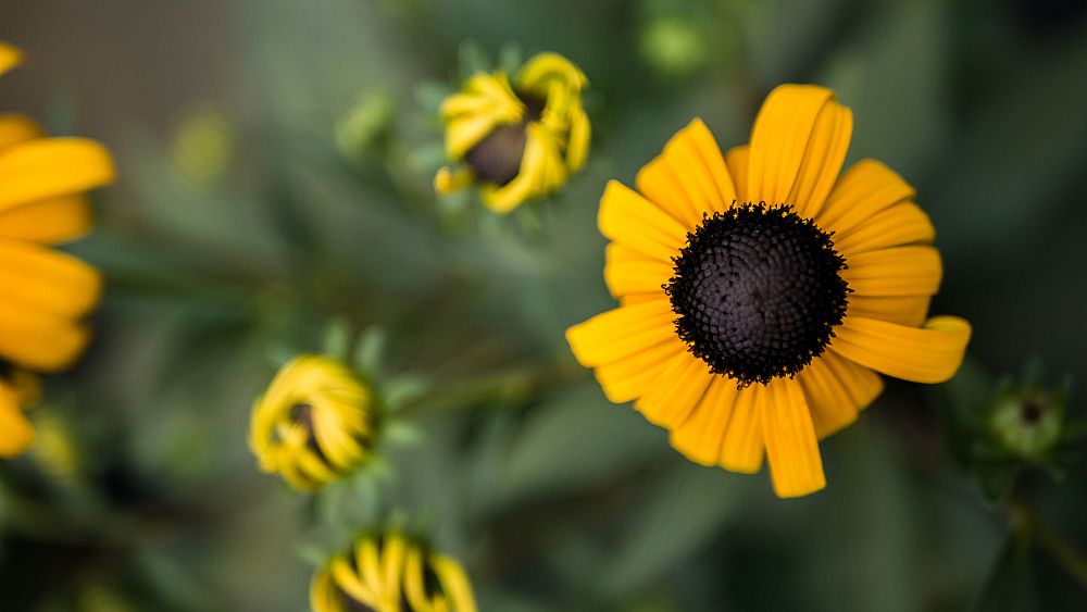 thunbergia-alata-arizona-rose-sensation-black-eyed-susan-vine