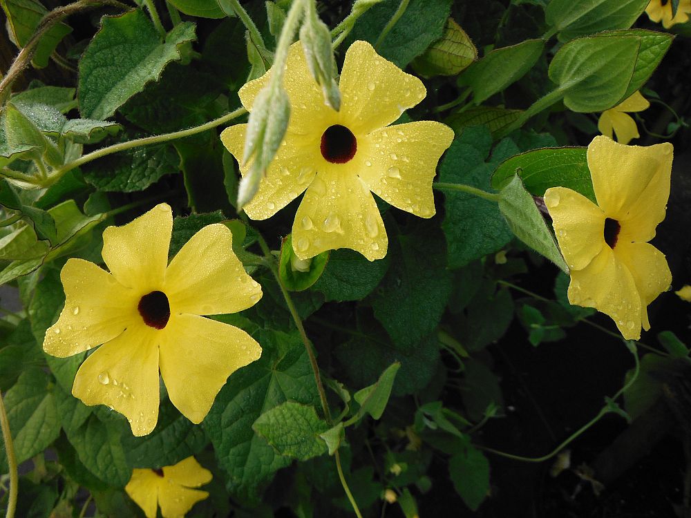 thunbergia-alata-black-eyed-susan-vine