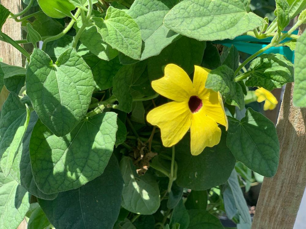 thunbergia-alata-susie-yellow-with-eye-black-eyed-susan-vine