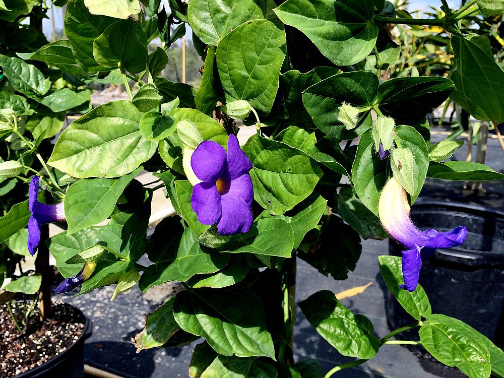 thunbergia-battiscombei-stormy-sky-vine