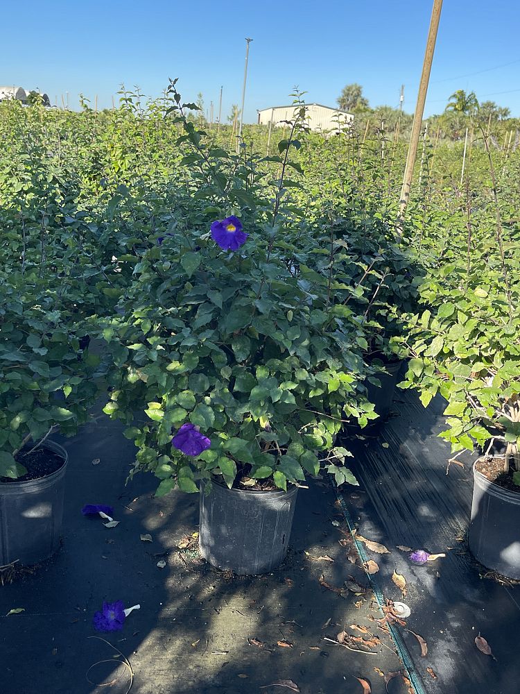 thunbergia-crispa-silver-clock-vine