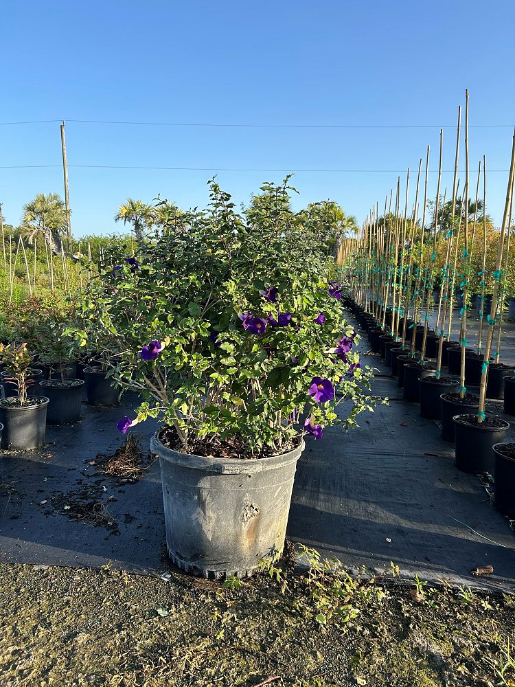 thunbergia-crispa-silver-clock-vine