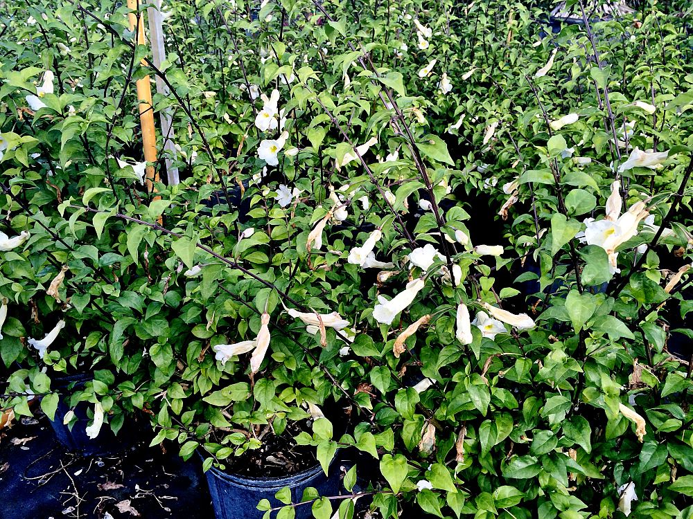 thunbergia-erecta-alba-king-s-mantle-white