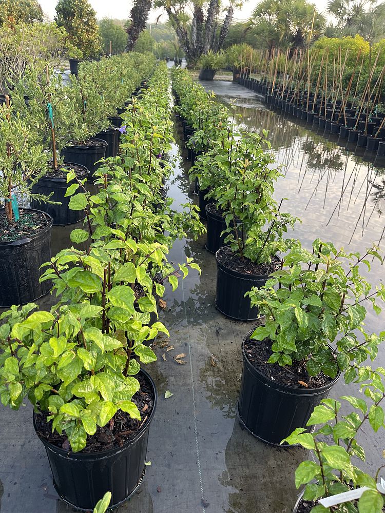 thunbergia-erecta-blue-moon-king-s-mantle