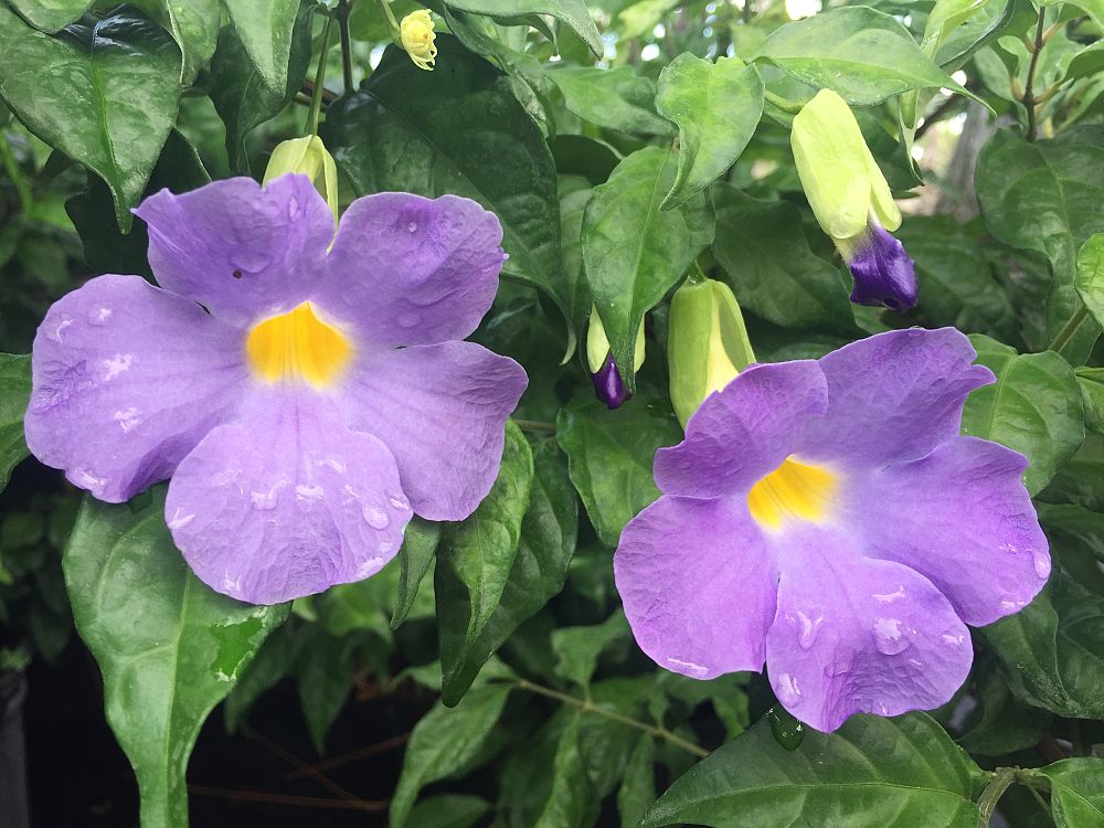 thunbergia-erecta-blue-moon-king-s-mantle