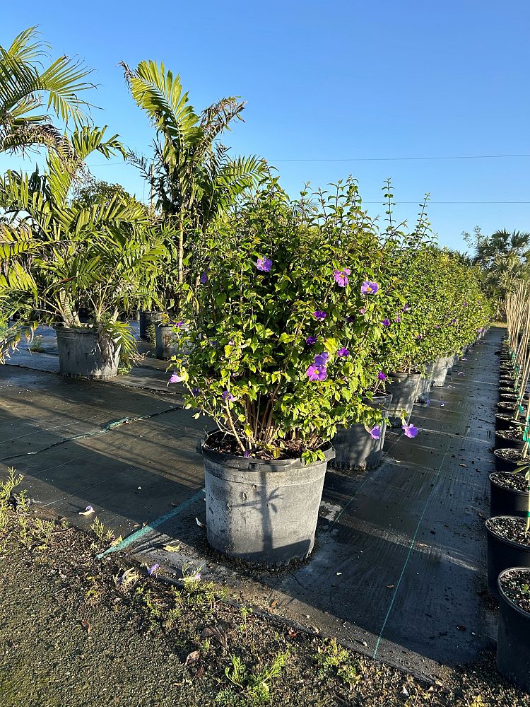 thunbergia-erecta-blue-moon-king-s-mantle