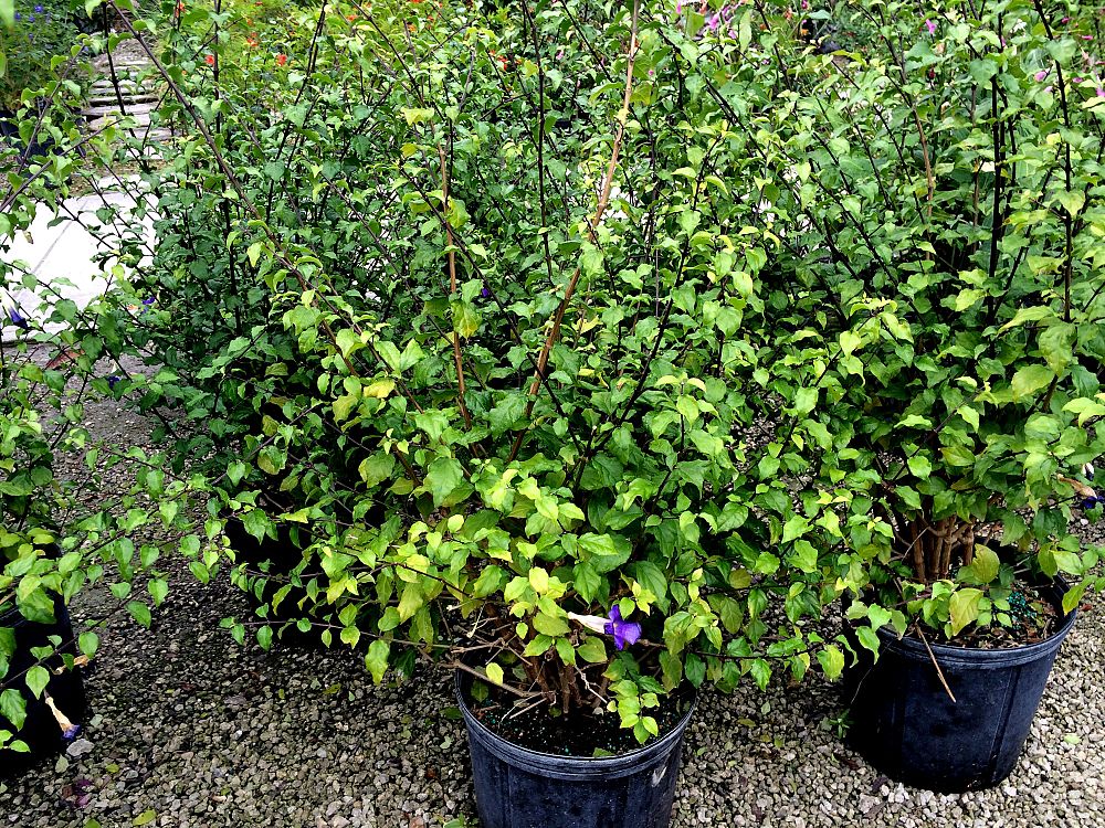 thunbergia-erecta-king-s-mantle-blue