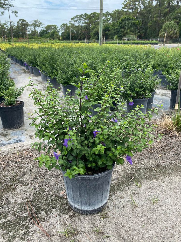 thunbergia-erecta-king-s-mantle-blue