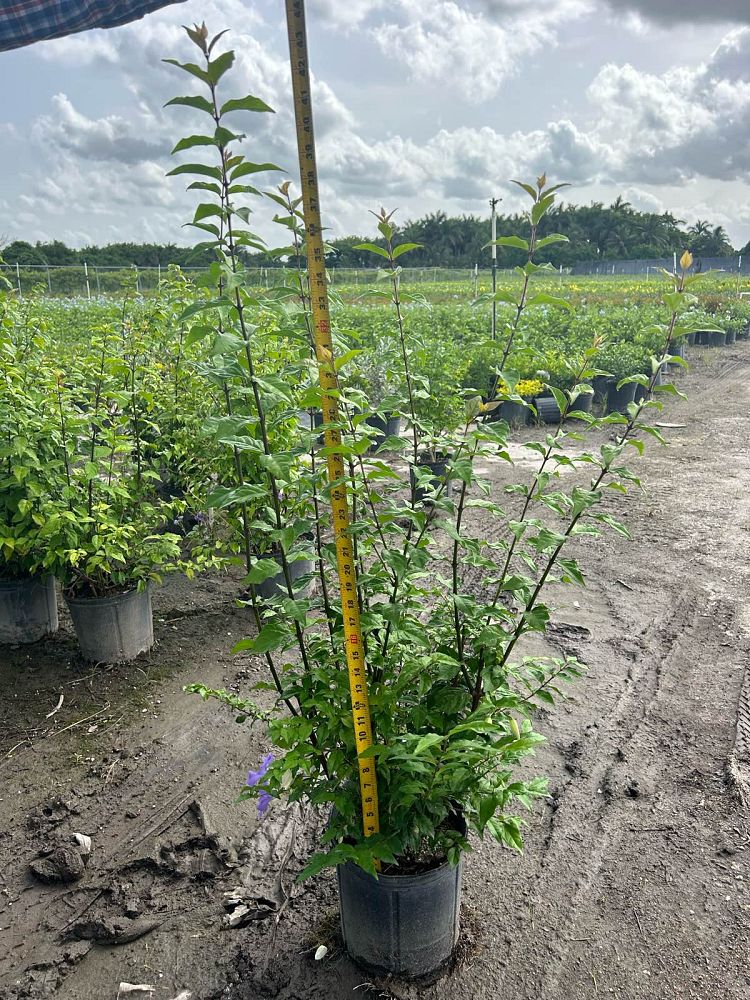 thunbergia-erecta-king-s-mantle-blue