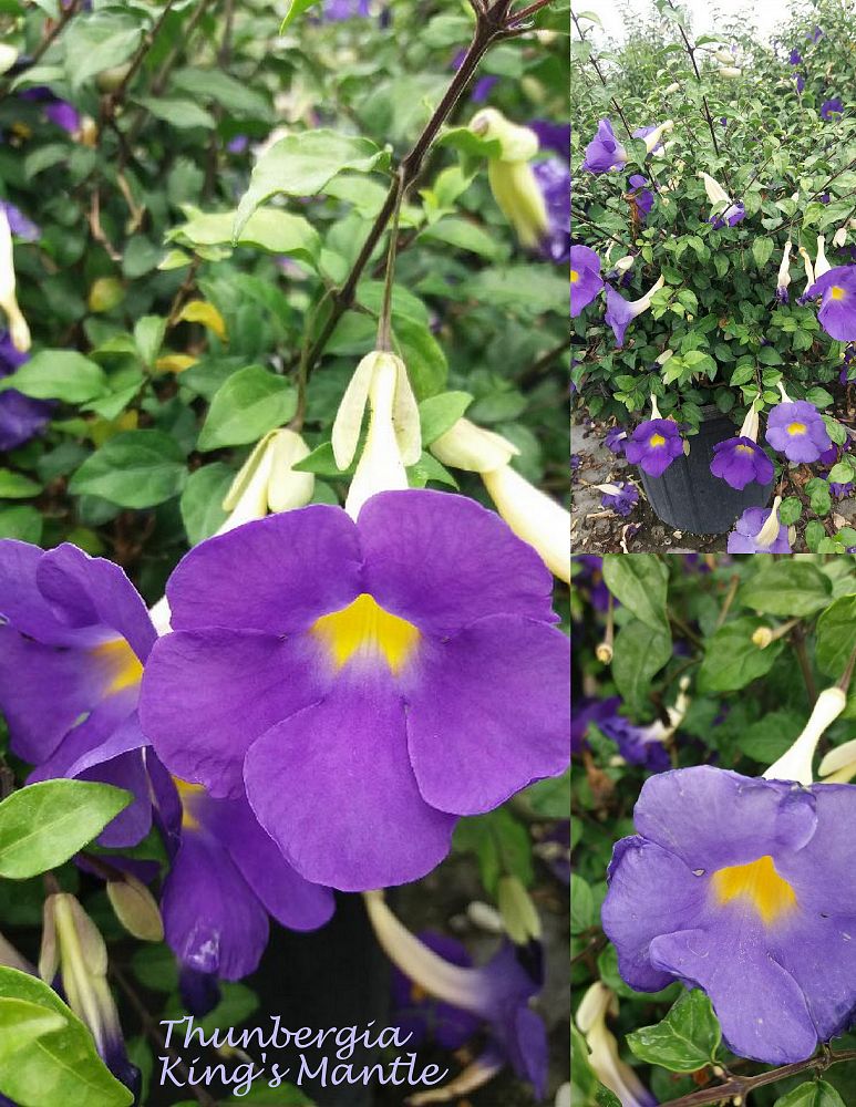 thunbergia-erecta-king-s-mantle-blue