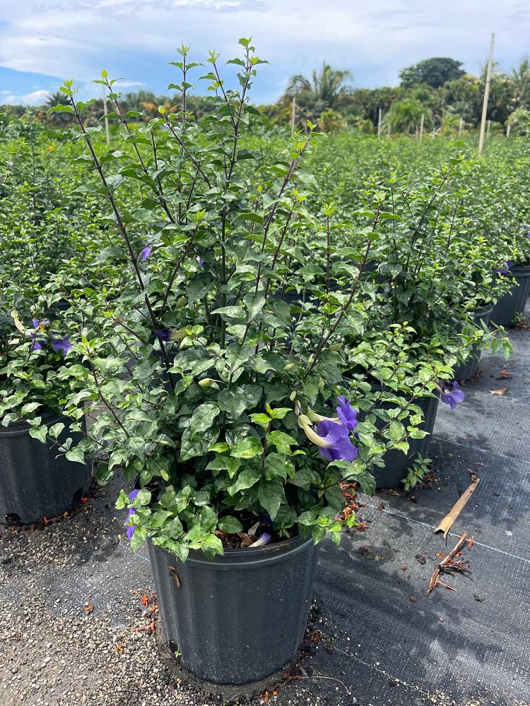 thunbergia-erecta-king-s-mantle-blue