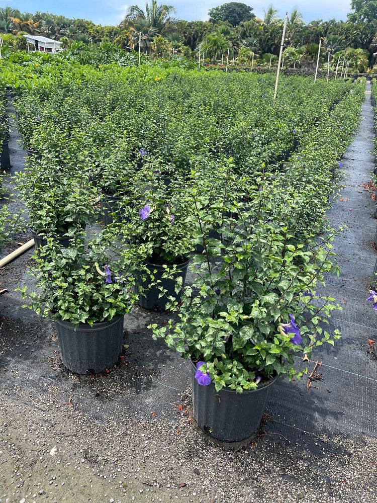 thunbergia-erecta-king-s-mantle-blue
