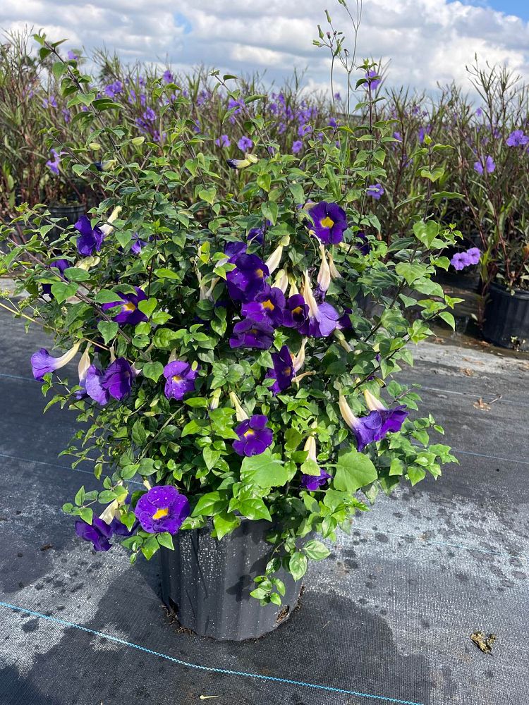 thunbergia-erecta-king-s-mantle-blue